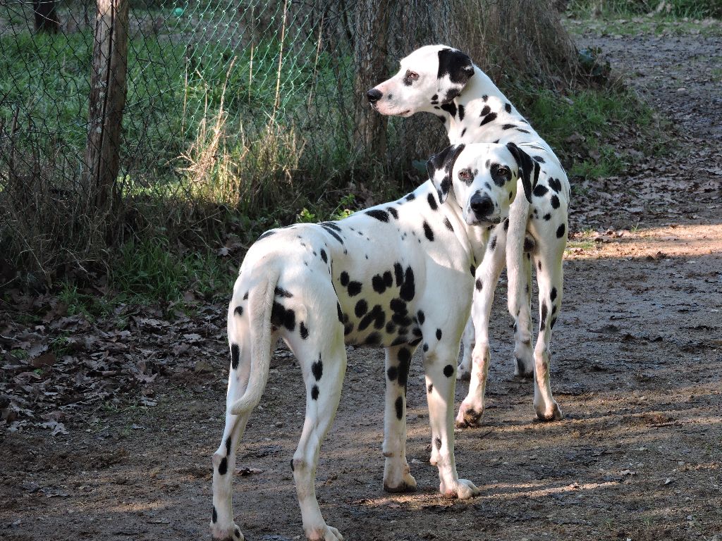 Publication : De l'eden for ever