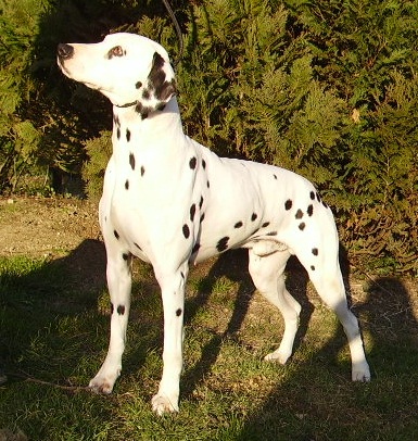 Publication : De l'eden for ever Auteur : Monneron Marion