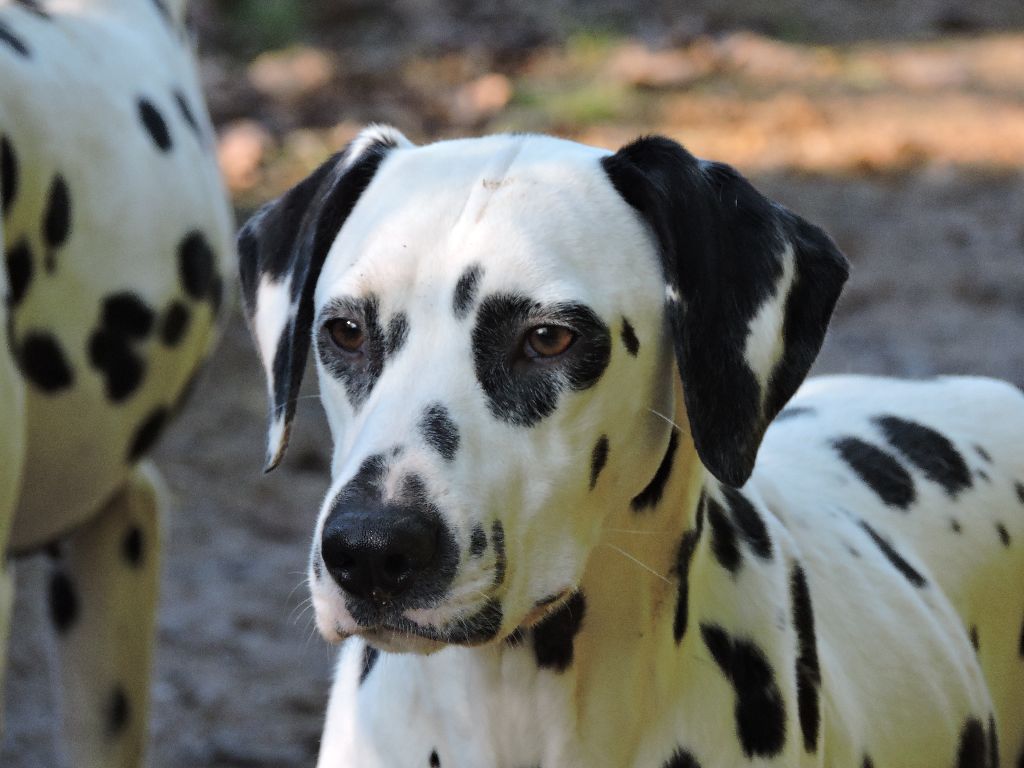 Publication : De l'eden for ever