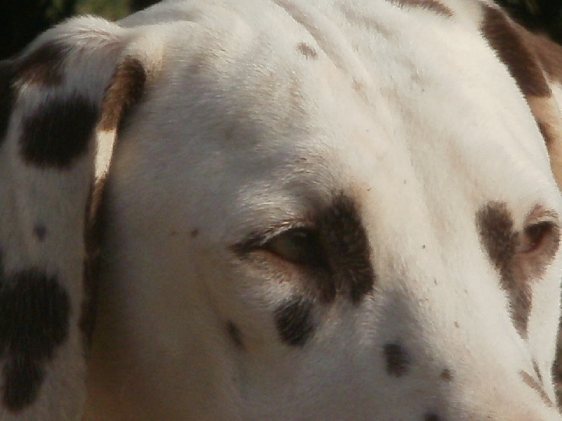 Publication : De l'eden for ever Auteur : Monneron Marion