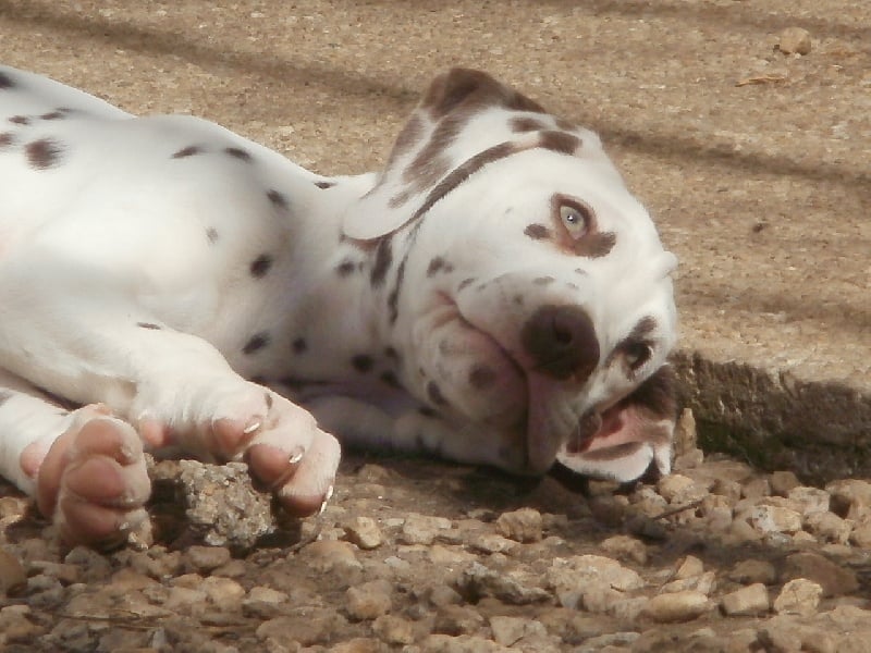 Publication : De l'eden for ever Auteur : Monneron Marion