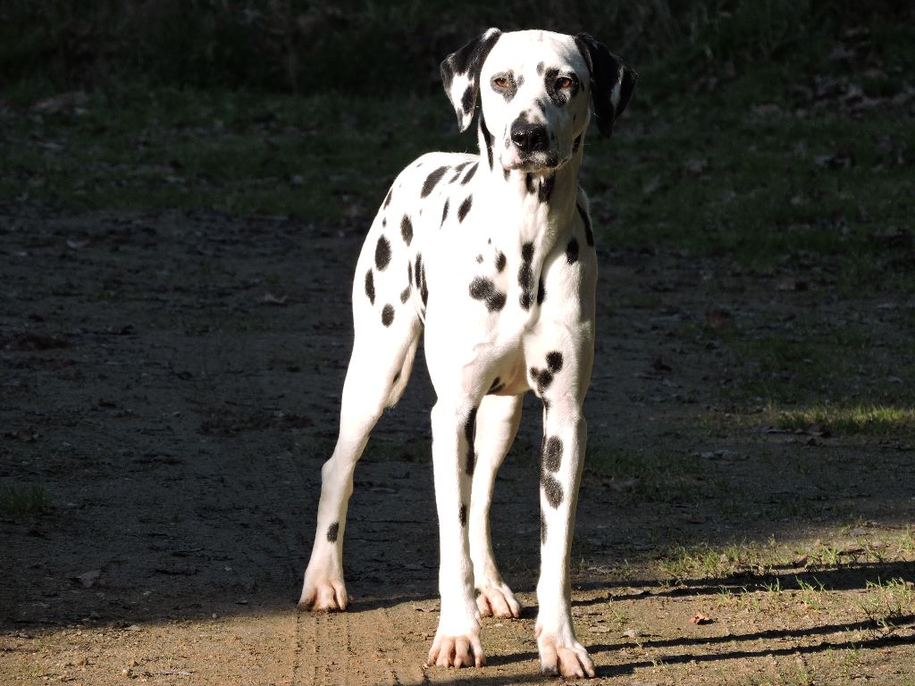 Publication : De l'eden for ever