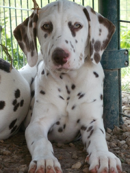 Publication : De l'eden for ever Auteur : Monneron Marion