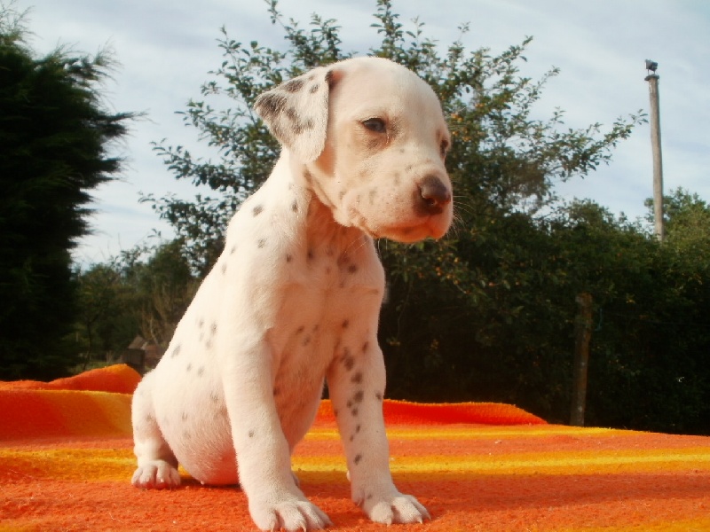 Publication : De l'eden for ever Auteur : Monneron Marion