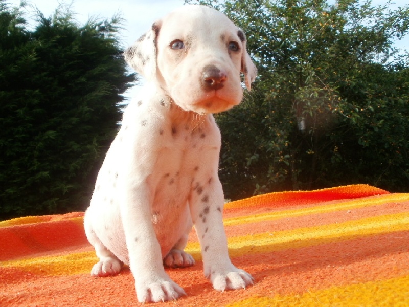 Publication : De l'eden for ever Auteur : Monneron Marion