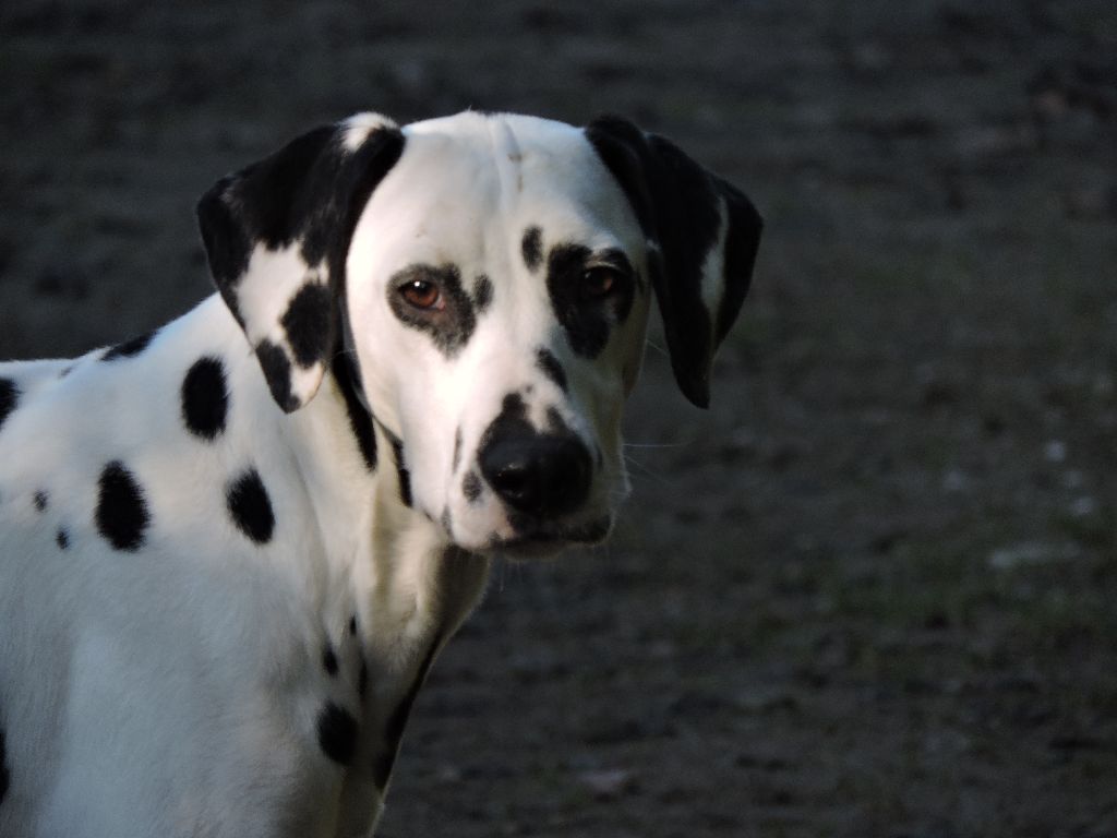 Publication : De l'eden for ever