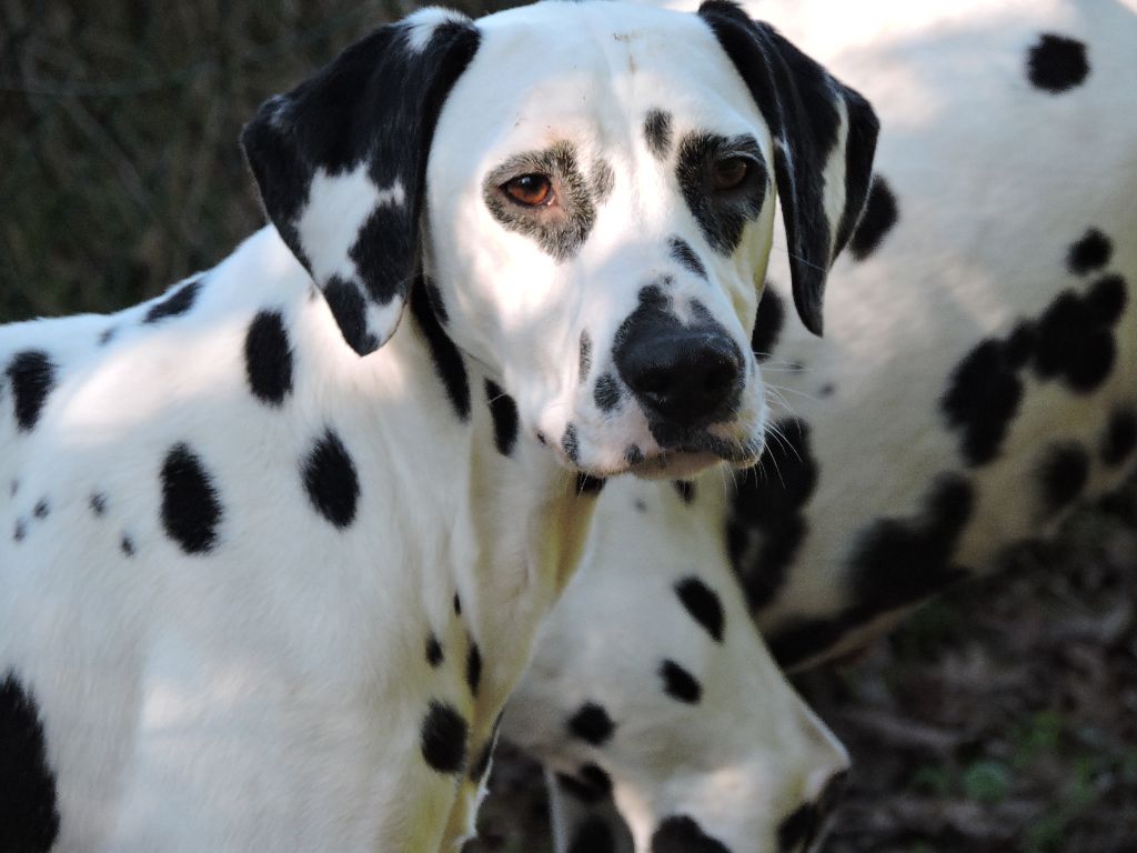 Publication : De l'eden for ever