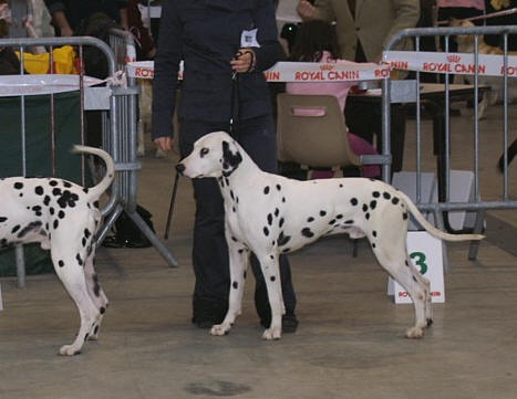 Angel's sweet dream De l'eden for ever - 3 ème excellent