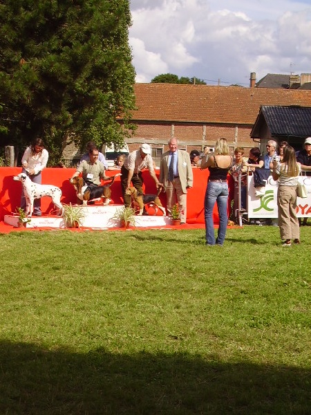 Angel's sweet dream De l'eden for ever - Meilleur de race, CACS, 1er excellent, 3eme meilleur chien du 6eme groupe!