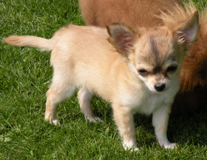 CH. Dune Des muses du haut forez