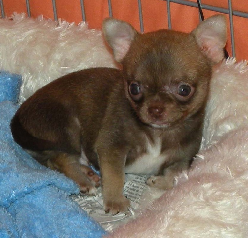 Ferrero Des muses du haut forez