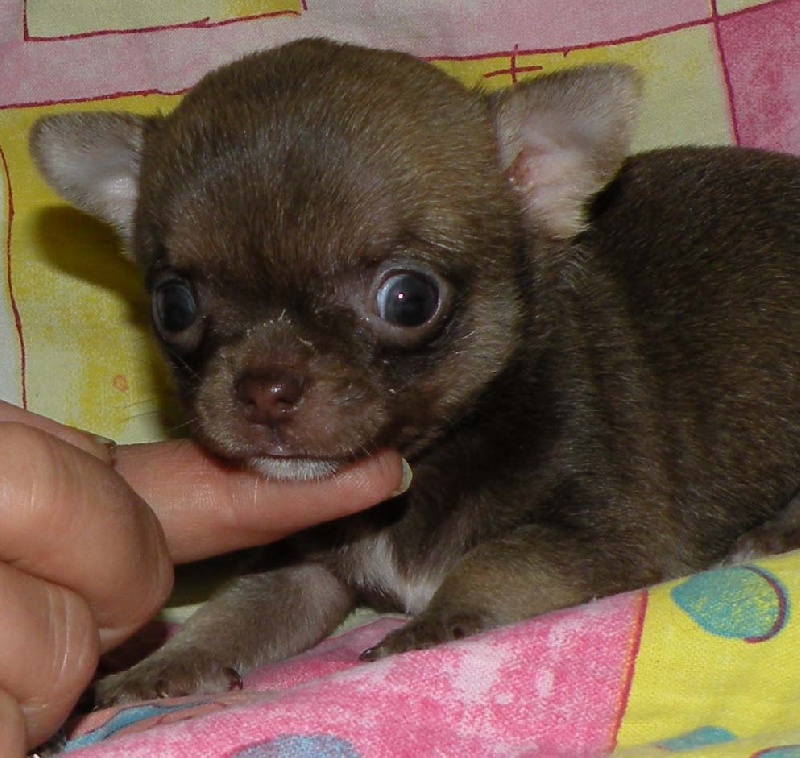 Ferrero Des muses du haut forez