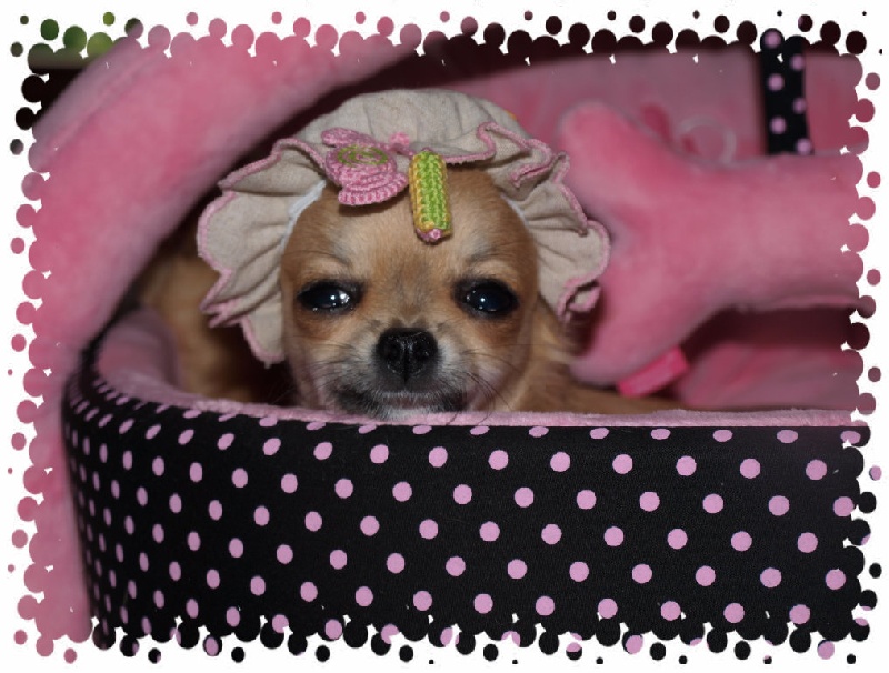 Flower of beauty Des muses du haut forez