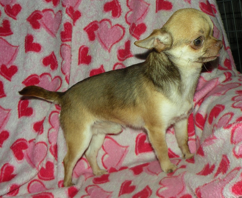 Ferrero Des muses du haut forez