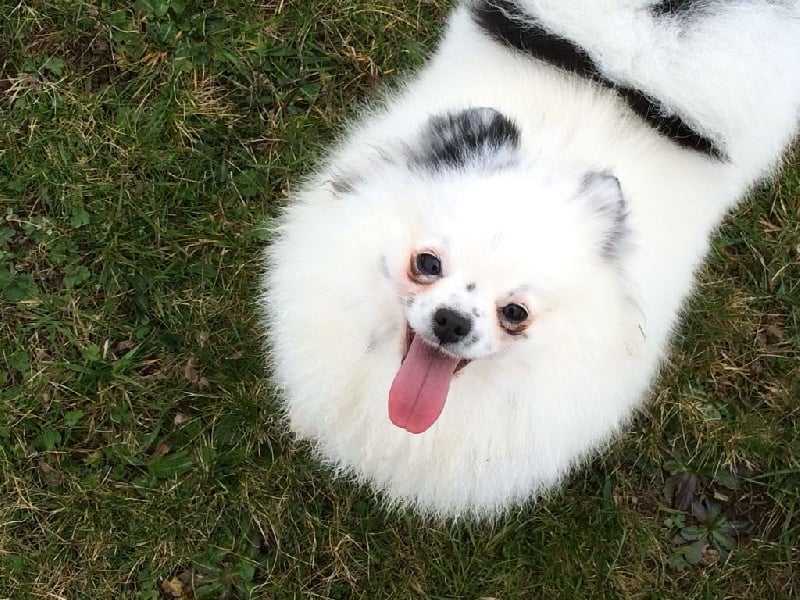 Publication : Des muses du haut forez