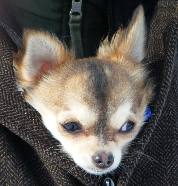 CH. Dune Des muses du haut forez