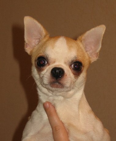 Publication : of Alixora Blue