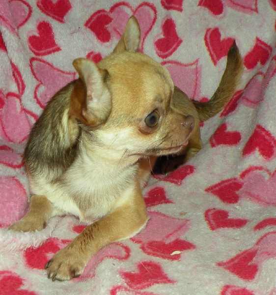 Ferrero Des muses du haut forez