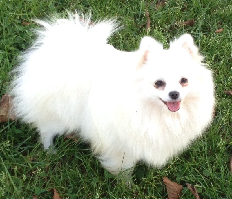 Island pearl Des muses du haut forez