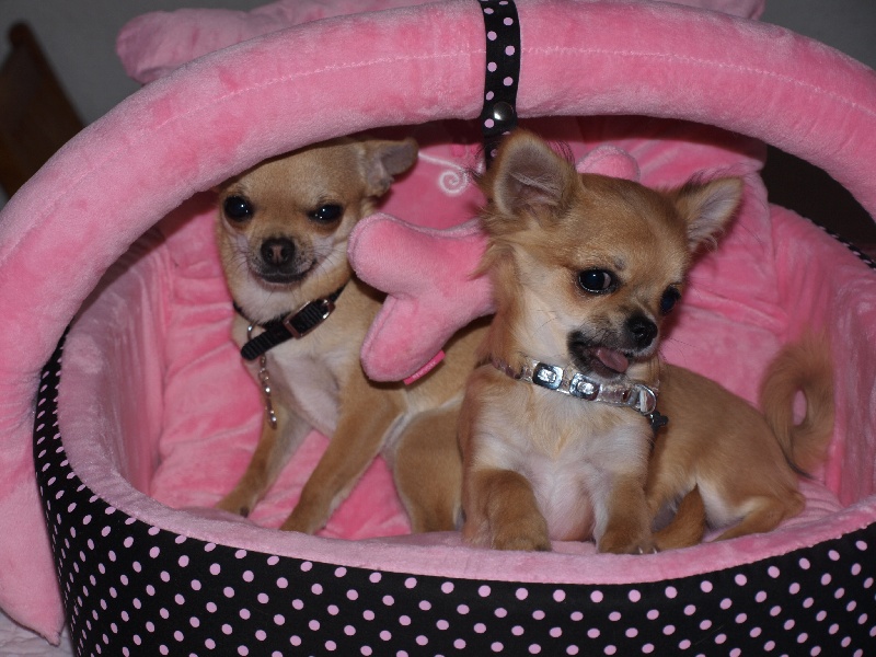 Flower of beauty Des muses du haut forez