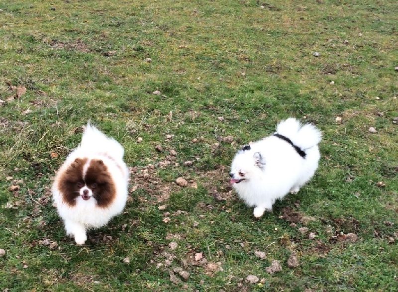 Publication : Des muses du haut forez