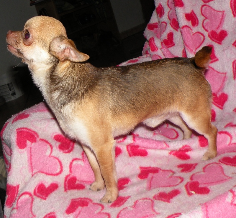 Ferrero Des muses du haut forez