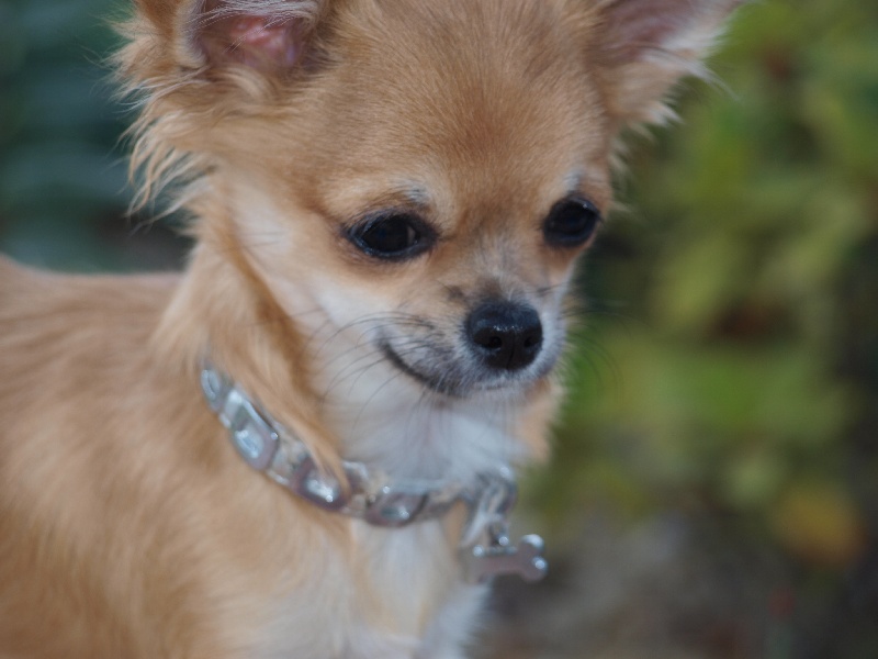 Flower of beauty Des muses du haut forez