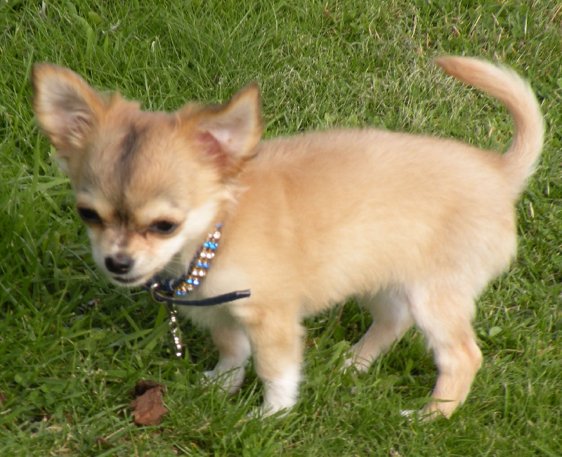 CH. Dune Des muses du haut forez