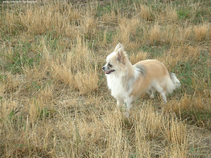 Upsala  Des muses du haut forez