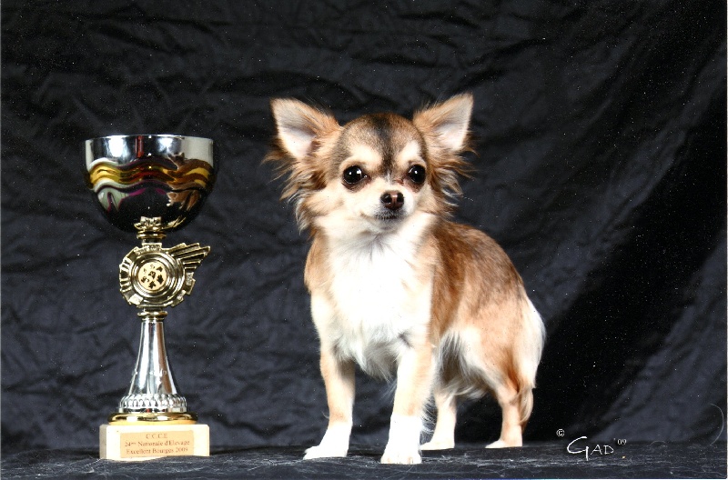 CH. Dune Des muses du haut forez