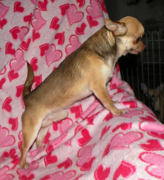 Ferrero Des muses du haut forez