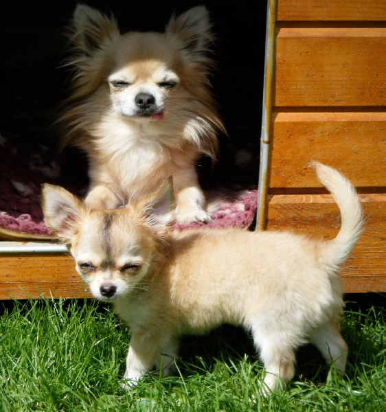 CH. Dune Des muses du haut forez