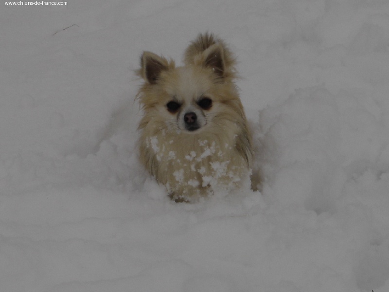 Upsala  Des muses du haut forez