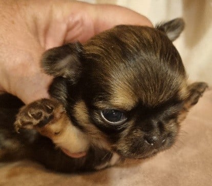 ARAGON (le nom pourra être changé)