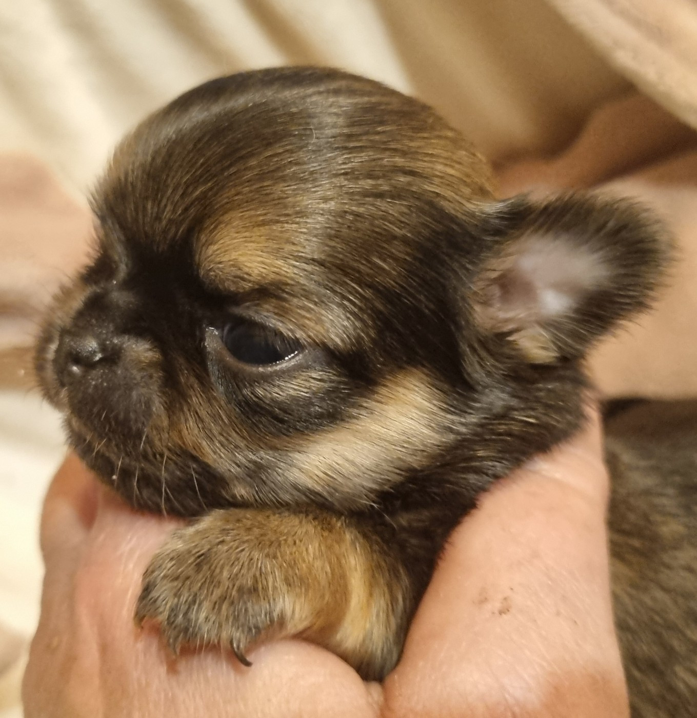 ARAGON (le nom pourra être changé)