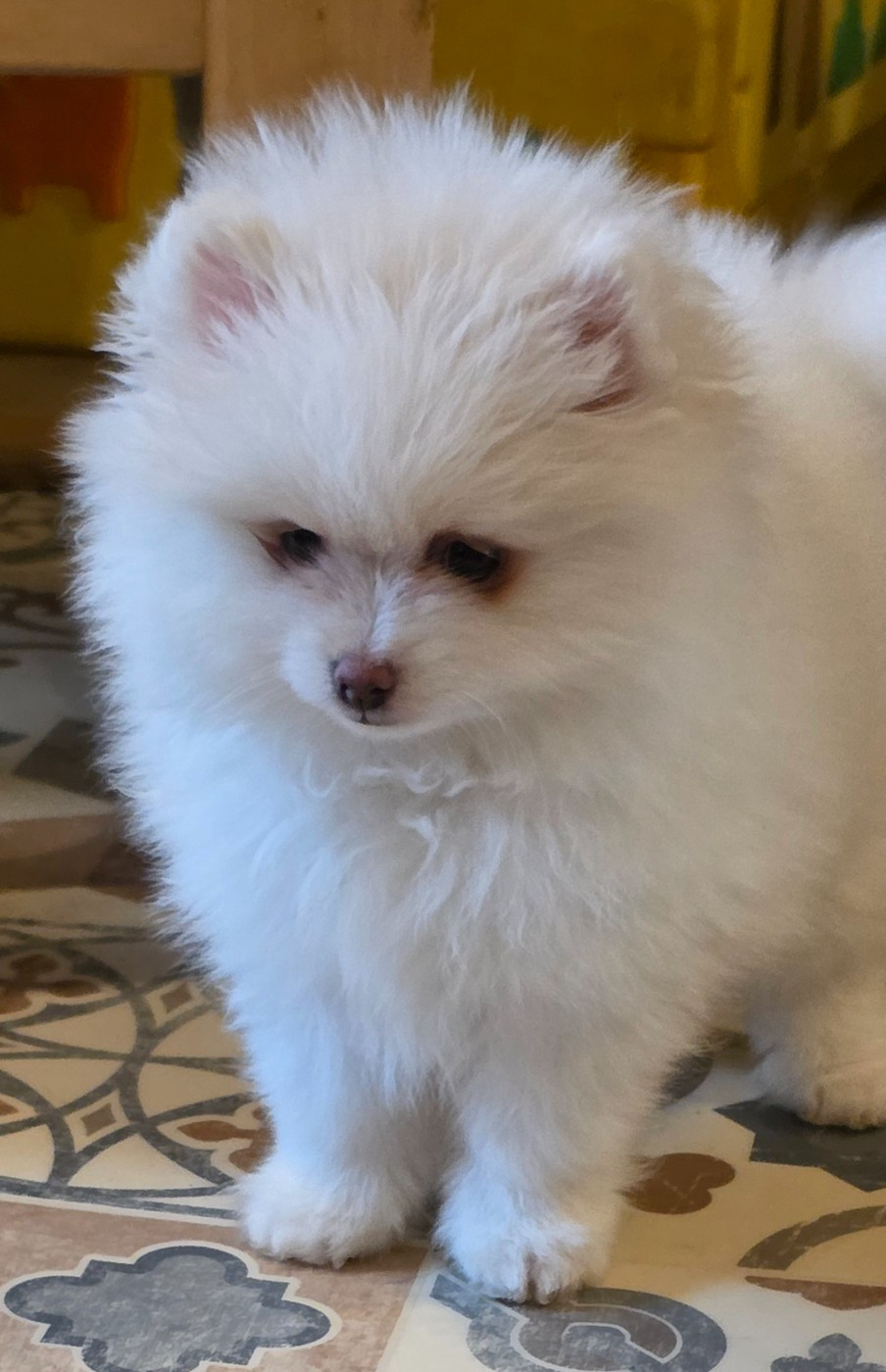 Amour (le nom pourra etre changé)