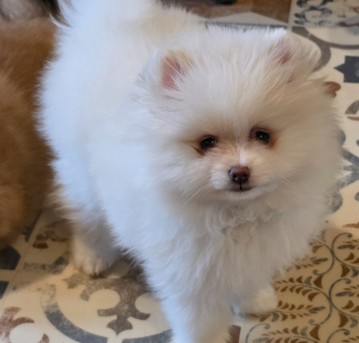 Amour (le nom pourra etre changé)