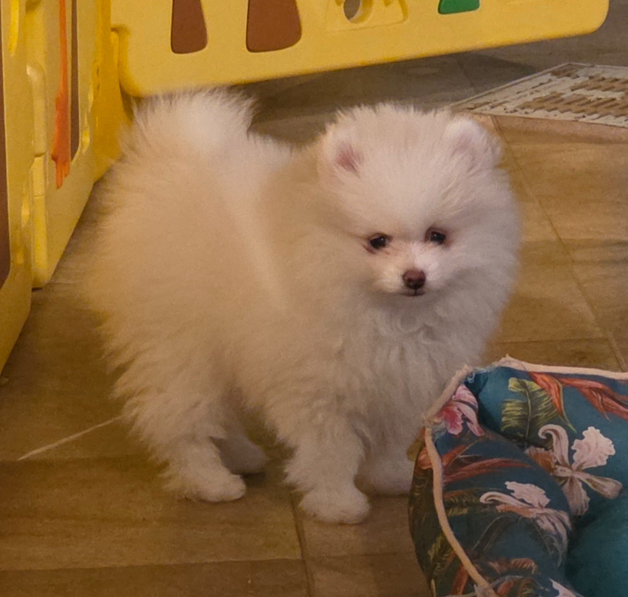 Amour (le nom pourra etre changé)