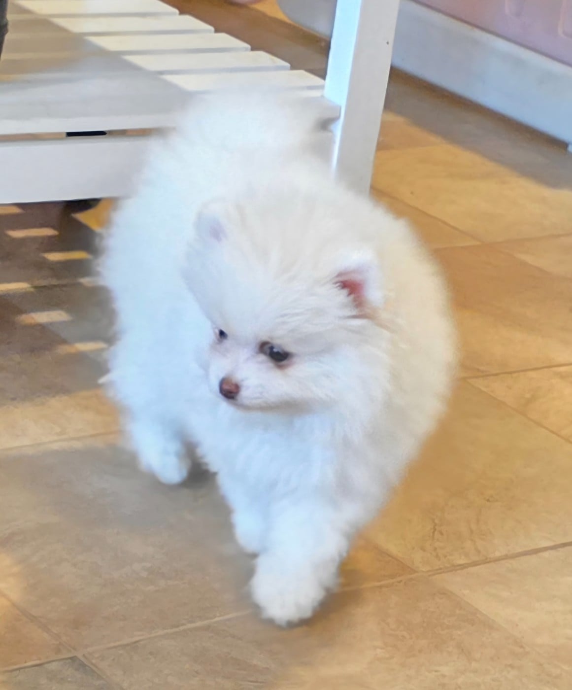 Amour (le nom pourra etre changé)