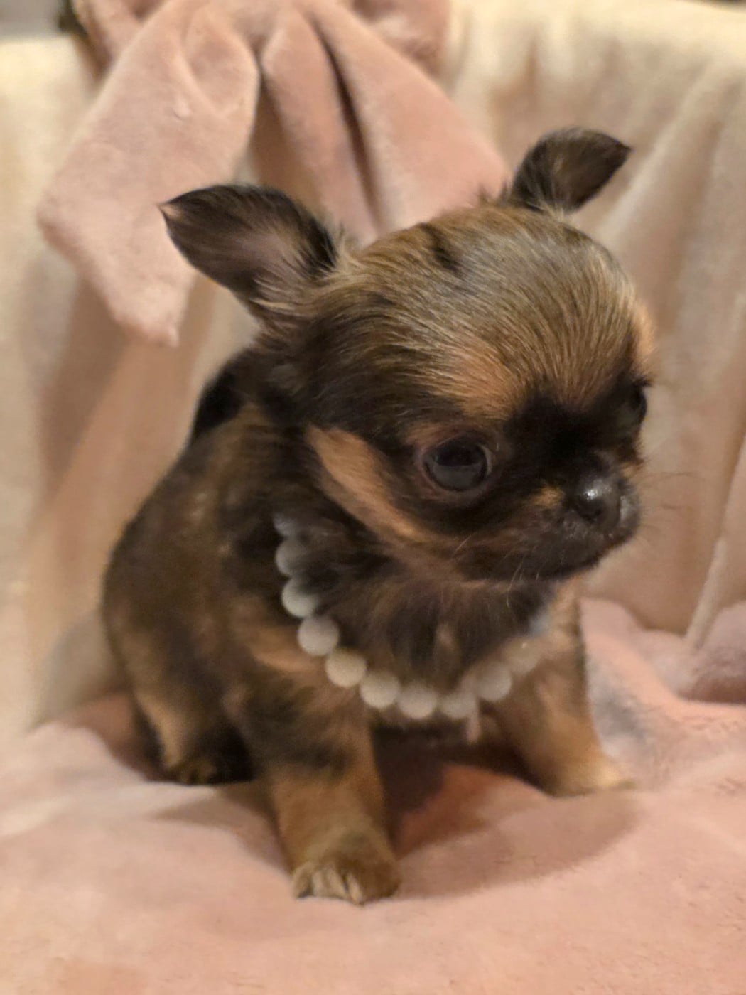 ARAGON (le nom pourra être changé)