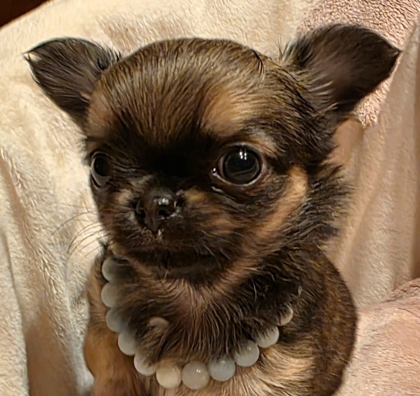 ARAGON (le nom pourra être changé)