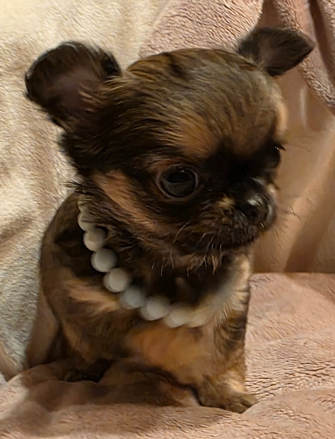 ARAGON (le nom pourra être changé)