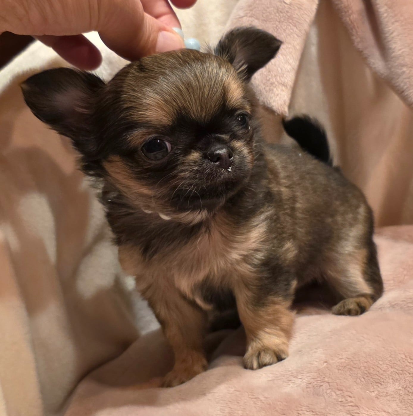 ARAGON (le nom pourra être changé)