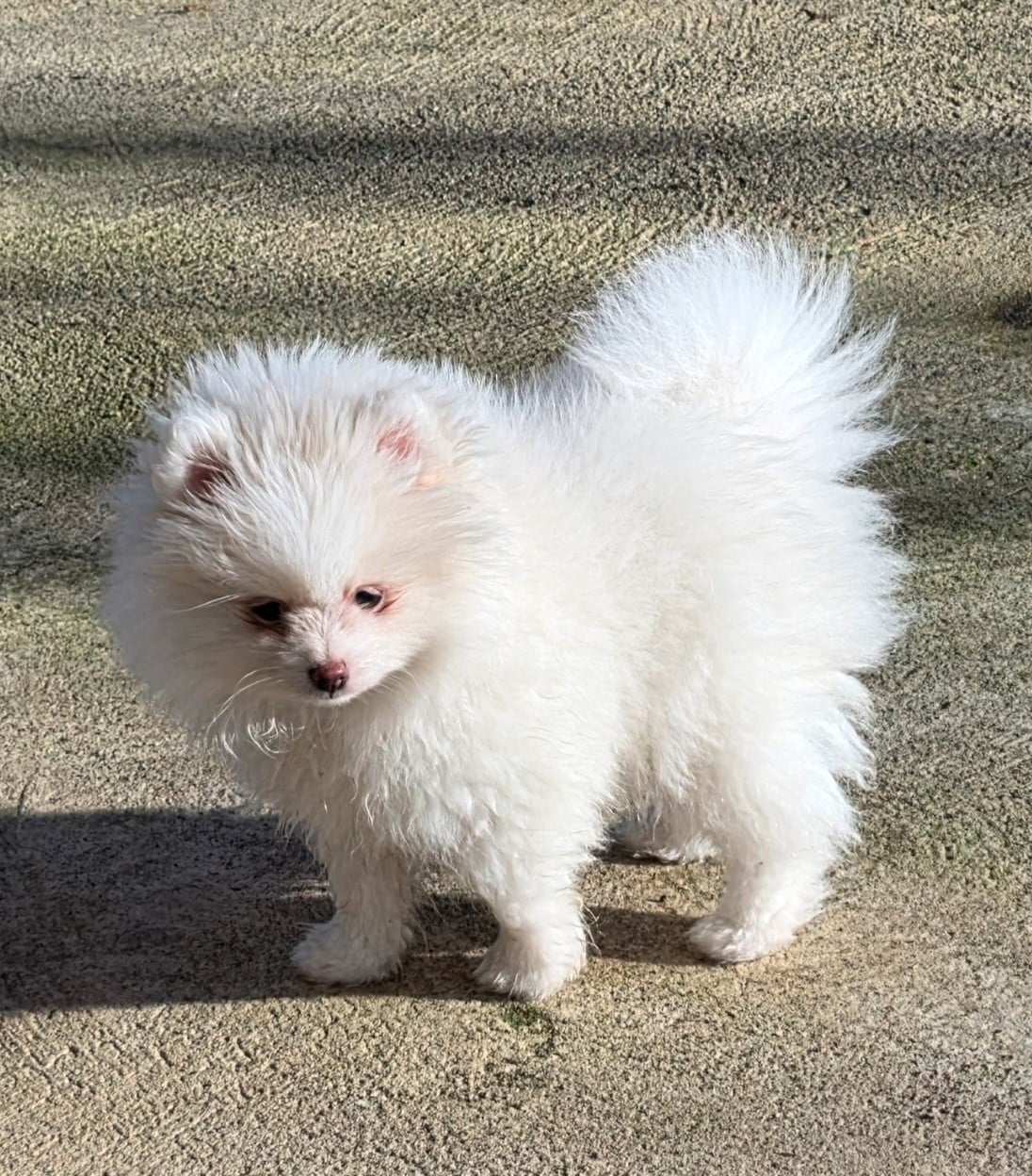 Atout c ur (le nom pourra etre changé)