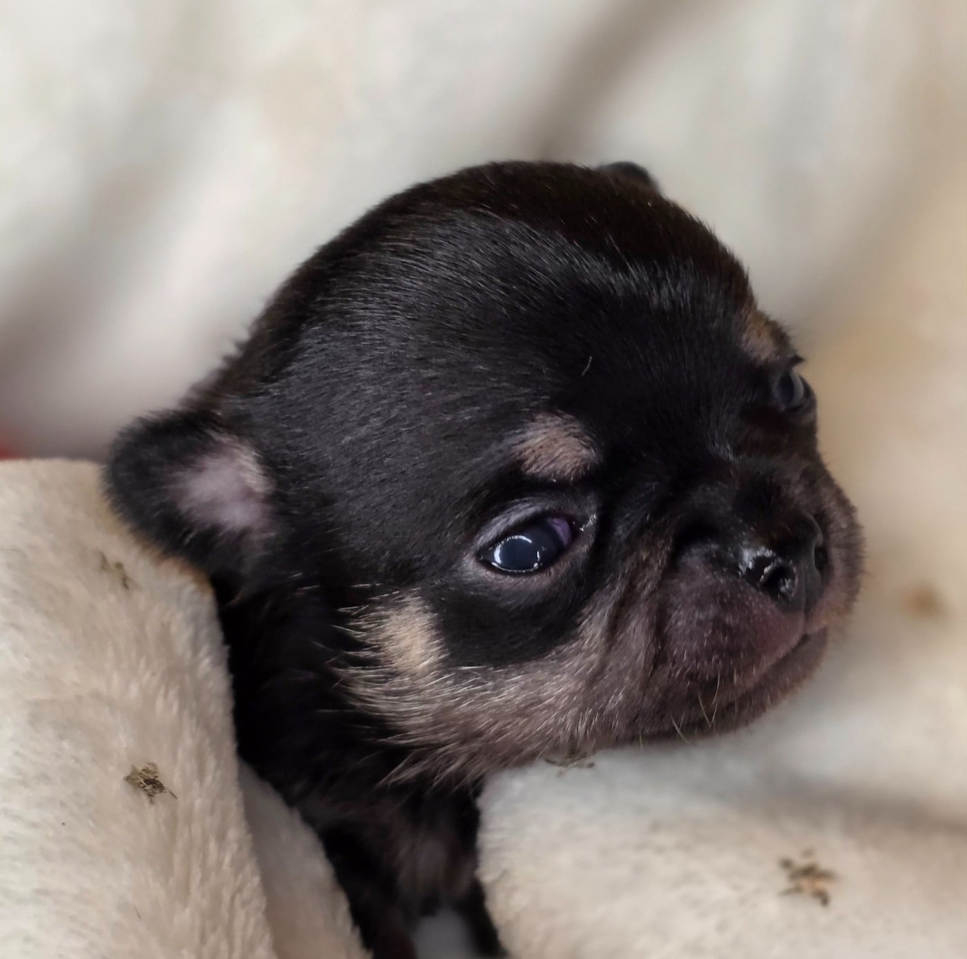 Chihuahua - Des muses du haut forez