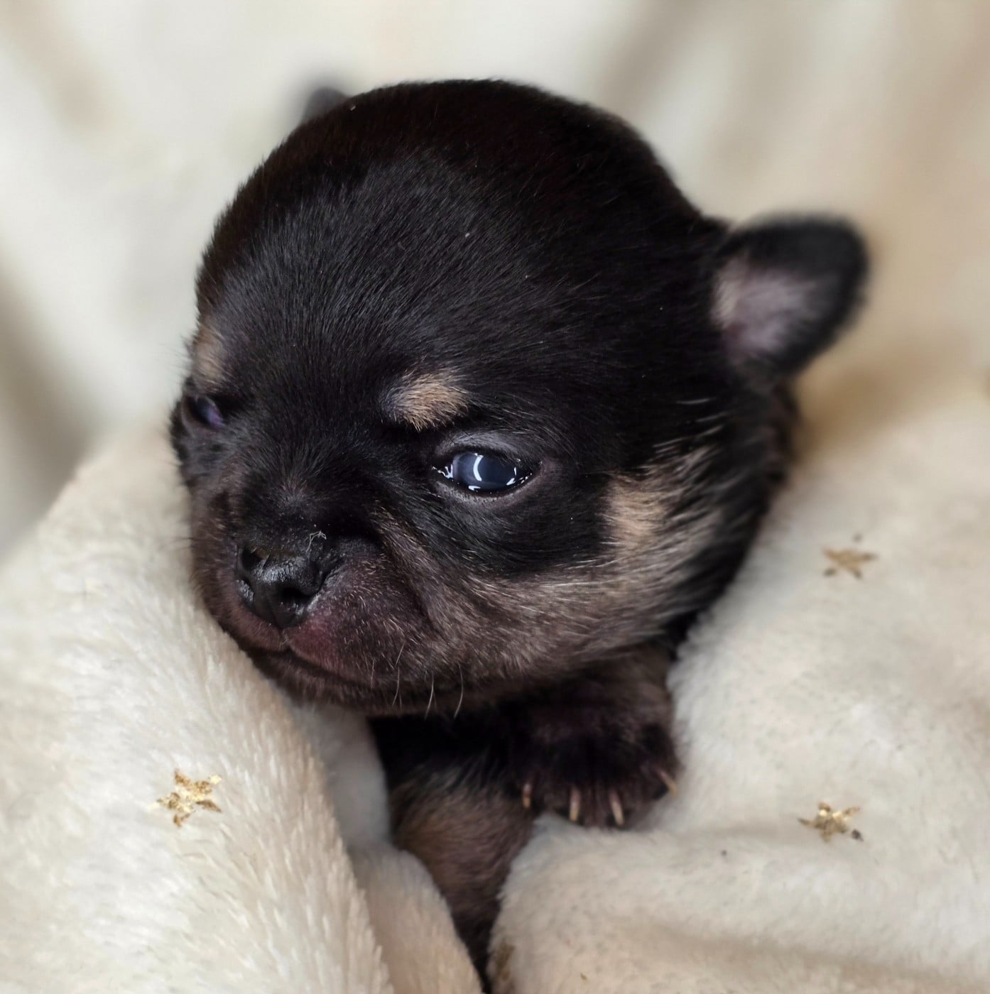 Chihuahua - Des muses du haut forez