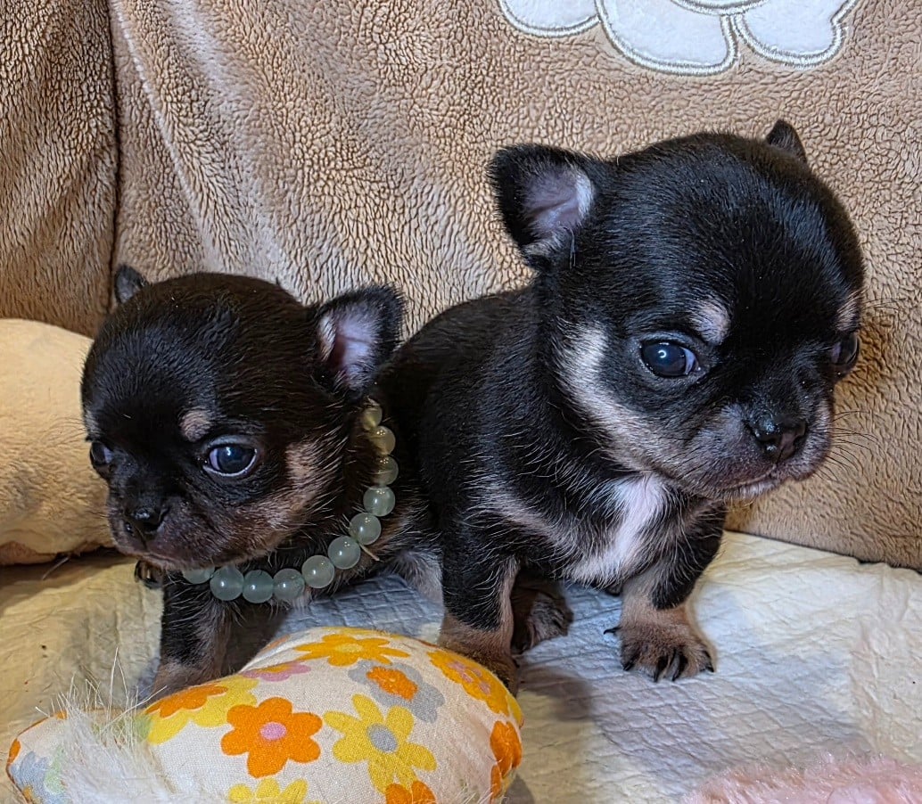 Chihuahua - Des muses du haut forez