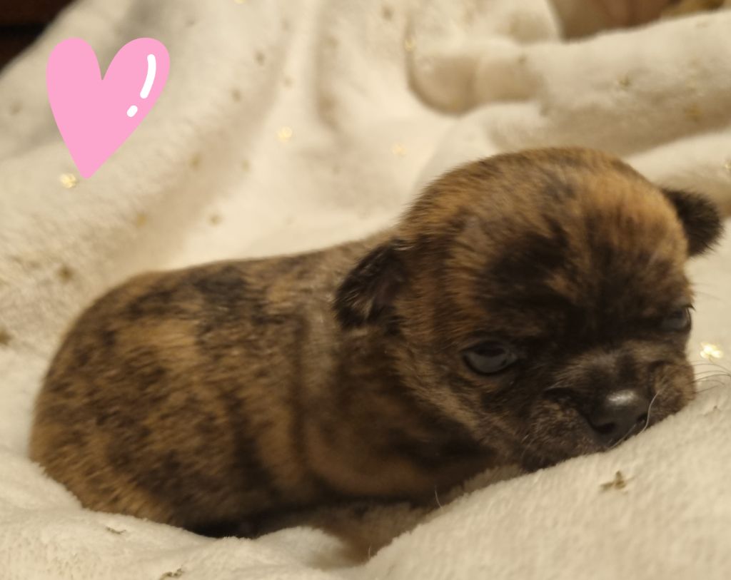 ARABESQUE (Le nom pourra etre changé)