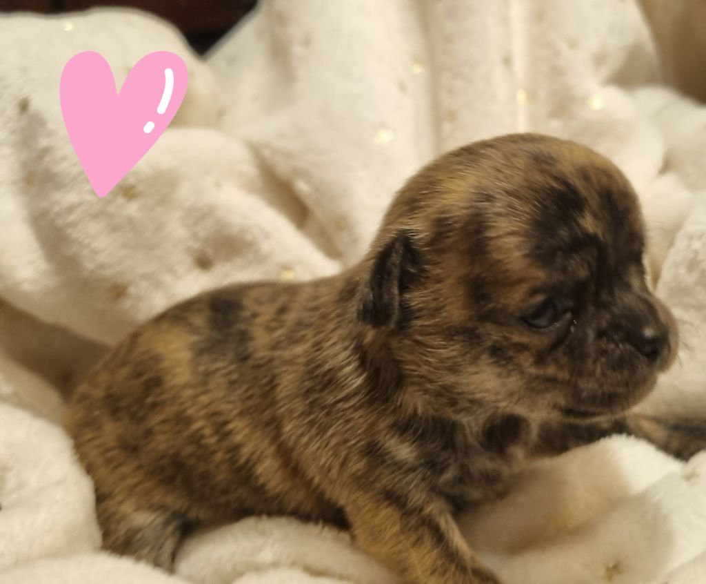 ARABESQUE (Le nom pourra etre changé)