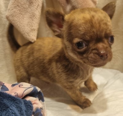 Les chiots de Chihuahua